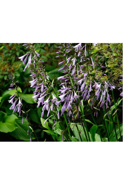 Хоста ланцетолиста листя